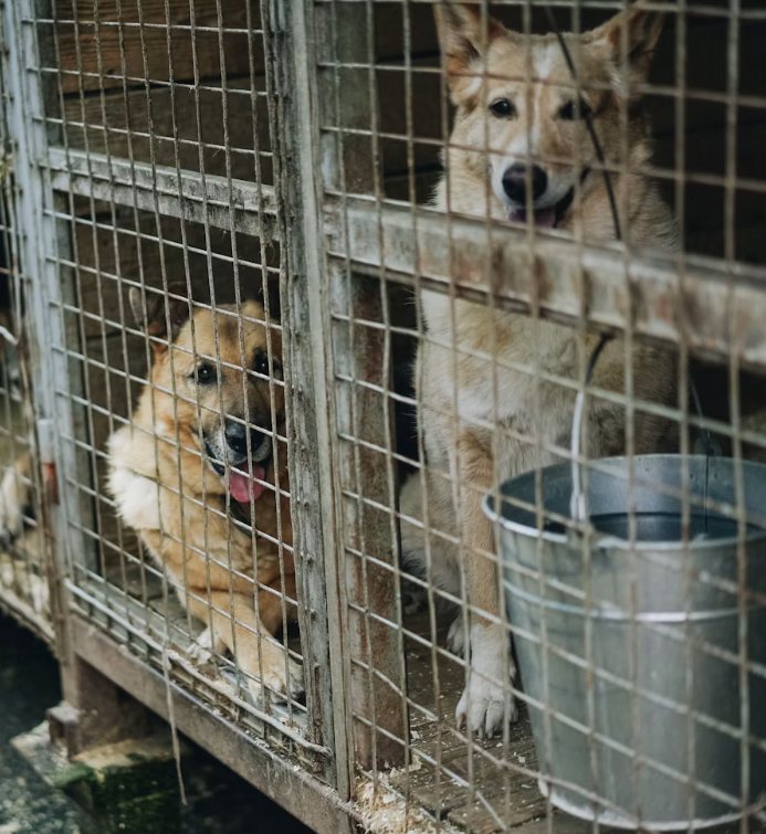 Abgeschoben ins Tierheim. Viele Hunde enden hinter Gittern.