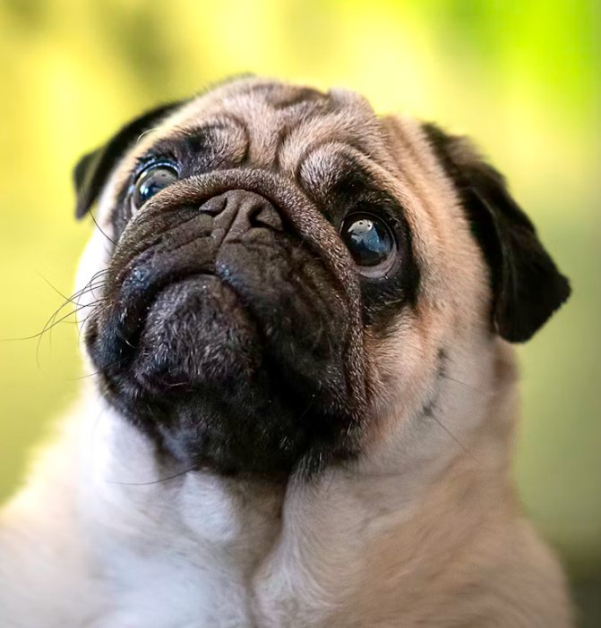 Herzig? Viele dieser Hunde bekommen kaum Luft.